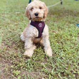 Cockapoo Puppies from Golden Paws