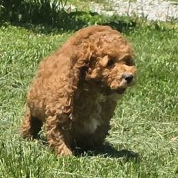 Colby - Red Cockapoo puppy in Lebanon, Kentucky from Mosaic Merle Doodles