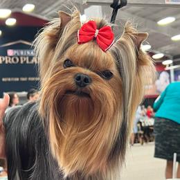 Peanut - Yorkshire Terrier