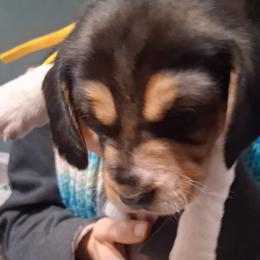 Luna - White black and tan female Beagle puppy in East Providence, Rhode Island from Amanda's Beagles