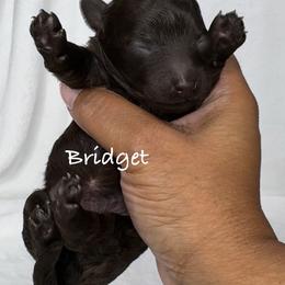 Bridget - Chocolate female Yorkipoo puppy in Waldorf, Maryland from Luv My Yorkies, LLC