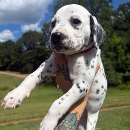 Strawberry - White and black female Dalmatian puppy in Demorest, Georgia from Dixon Dalmatians
