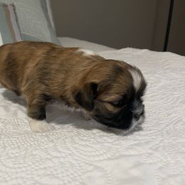 Charlie - Black and tan male Lhasa Apso puppy in Palm Bay, Florida from Lhasa Apso Doggy Stylez Fl