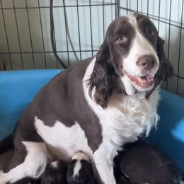 Coco - English Springer Spaniel