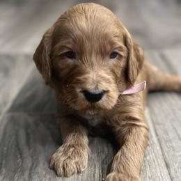 Hamm-pink collar-3 open spots left - Red  male Goldendoodle puppy in Chino Valley, Arizona from Whiskey Row Royals