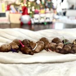 Cockapoo puppies from Chesapeake Cockapoos