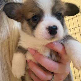 Pecan - Sable female Pembroke Welsh Corgi puppy in Atascadero, California from California Corgis and Kunes