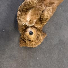 Goldendoodle Puppies from Labradoodleday