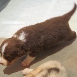 Boy 5 - male Australian Shepherd puppy in Cape Girardeau, Missouri from Promise Keeper Kennel