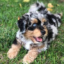 Aussiedoodle and Poodle Puppies from Superior AussieDoodles