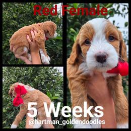 Red - Apricot female Goldendoodle puppy in Upland, California from Hartman Goldendoodles