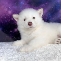 Winter - White Alaskan Malamute puppy in Spokane, Washington from Asgard Wooly Malamutes