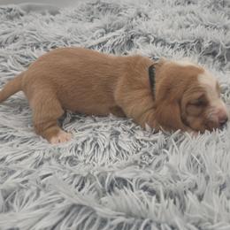 Black Collar - Lemon and white male Basset Hound puppy in Snow Camp, North Carolina from V's Southern Angels