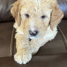Goldendoodle Puppies from Doods & More