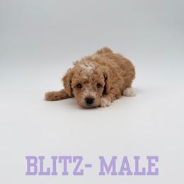 Blitz - Apricot male Aussiedoodle puppy in West Monroe, Louisiana from Diamond M Poodles and Doodles