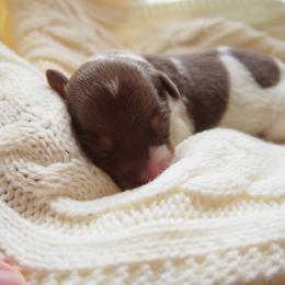 Boy 1 - male Teddy Roosevelt Terrier puppy in Carpenter, Wyoming from Wabbitfire Teddy Roosevelt Terriers
