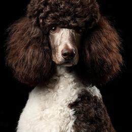 Luna - Poodle