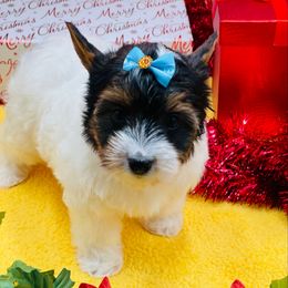 AKC - Ellie 3500 - Black tan and white female Biewer Terrier puppy in Douglas, Georgia from Heartland small breeds