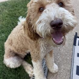 Charli - Goldendoodle
