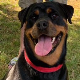 Dani - Rottweiler