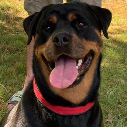 Dani - Rottweiler