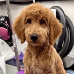 Trek - Red male Bernedoodle puppy in Yarnell, Arizona from Boulder Mountain Doodles