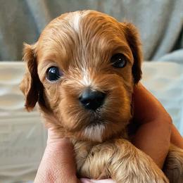 Pebble - Red female Cavapoo puppy in Van Alstyne, Texas from Home Grown Puppies