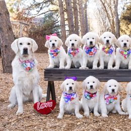 German Shepherd and Golden Retriever Puppies from Sweetheart Therapy Dogs LLC