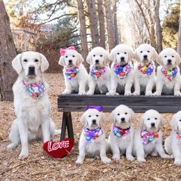 German Shepherd and Golden Retriever Puppies from Sweetheart Therapy Dogs LLC