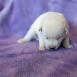 Pomsky Puppies from Valparaiso Pomskys