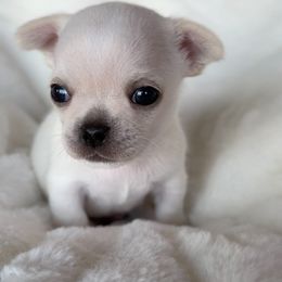 Hamish - Cream Chihuahua puppy in Michigan from Fanciful Thrills Kennel