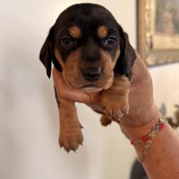 Black and Tan (Male) - Black and tan male Dachshund puppy in Long Beach, California from CasadeWeens