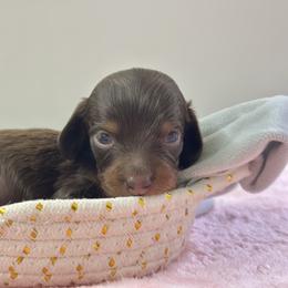 Godiva - Chocolate and tan female Dachshund puppy in Lakeland, Florida from Elite Doxies Florida