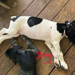 Black Boy 9302 - Black and white male German Shorthaired Pointer puppy in Spring Hope, North Carolina from Hogan’s Lowrider Hounds