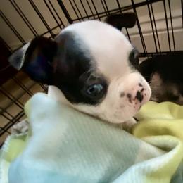 Darla (Ms Ross) - Black and white female Boston Terrier puppy in Murrells Inlet, South Carolina from Inlet Boston Terriers
