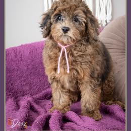 Mia - Merle female Cockapoo puppy in Connersville, Indiana from Deaz Doodle Ranch