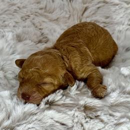 Pumpkin - Red female Cavapoo puppy in Van Alstyne, Texas from Home Grown Puppies