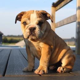 Boxer, Bulldog, and French Bulldog Puppies from Hillview Kennels