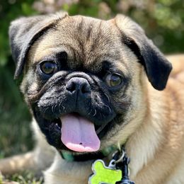 Pugs from Sunny Pugs