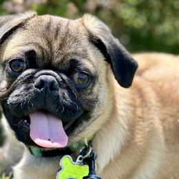 Pugs from Sunny Pugs