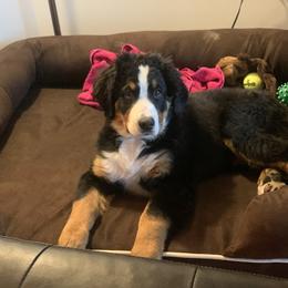 Bernese Mountain Dog Puppies from Lonesome Pine Farm