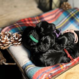 Miniature Schnauzer Puppies from Blissful Standards