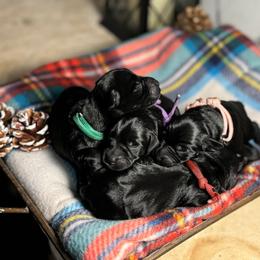 Miniature Schnauzer Puppies from Blissful Standards