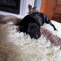 Muffin - Black female Goldendoodle puppy in Glen Daniel, West Virginia from Dani’s Doodles