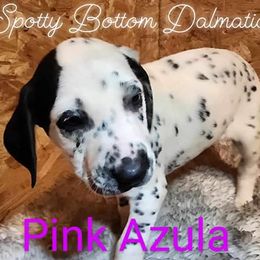 Girl Azula Pink - White and black Dalmatian puppy in Thayer, Missouri from Spotty Bottom Dalmatians
