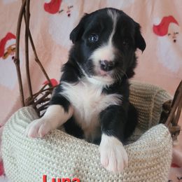 Luna - Black and white female Border Collie puppy in Watsontown, Pennsylvania from Kate Gresham