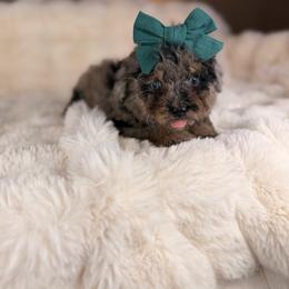 Latte BLUE EYES - Tri-color female Bernedoodle puppy in Sweetwater, Florida from Sandy Snout Doodles