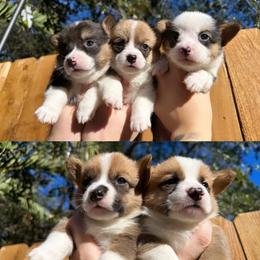 Pembroke Welsh Corgis from Honey Loaf Corgis
