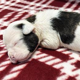 Humphrey - Brown brindle male American Staffordshire Terrier puppy in Clintwood, Virginia from SkyBlue Kennel
