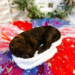 Nova - Chocolate male Goldendoodle puppy in Montgomery, Texas from Dacus Doodles